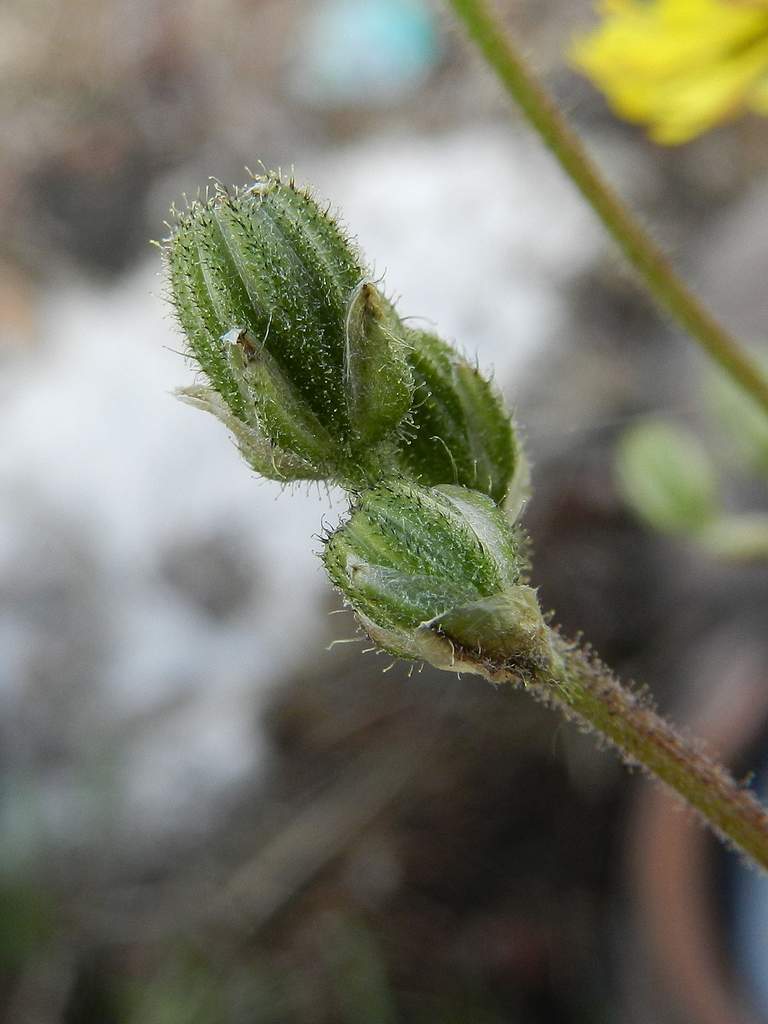 Crepis vesicaria